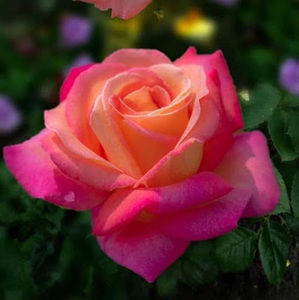 Meet your Posher, Jasmine